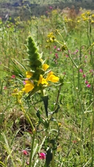 Bellardia trixago flaviflora