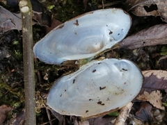 Unio pictorum