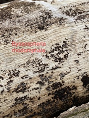 Byssosphaeria rhodomphala