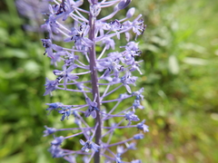 Scilla hyacinthoides