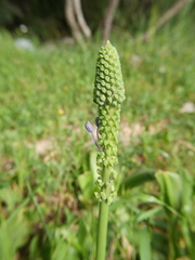 Scilla hyacinthoides