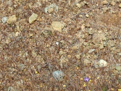 Hesperolinon congestum