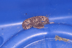 Bothrops jararacussu