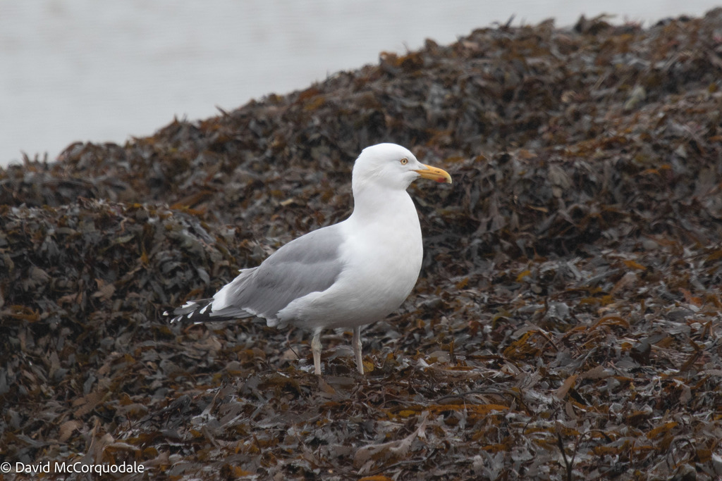 Herring Gull from Donkin, NS, Canada on April 09, 2022 at 1025 AM by David McCorquodale