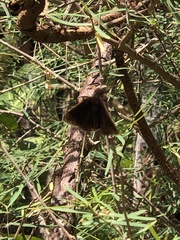 Asbolis capucinus