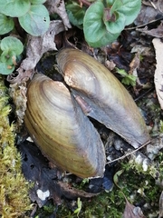 Unio pictorum