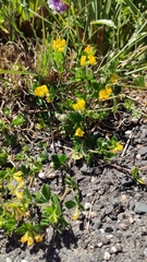 Lotus ornithopodioides