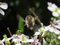 Eucera