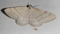 Adactylotis gesticularia