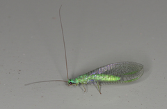 Mallada tripunctatus