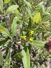 Baptisia lanceolata