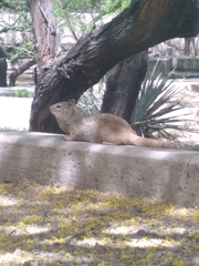 Otospermophilus variegatus