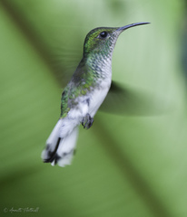 Microchera cupreiceps