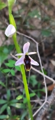Ophrys lunulata