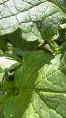 Lepidoptera