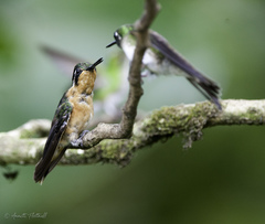 Lampornis