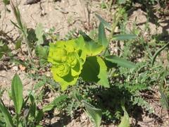 Euphorbia serrata