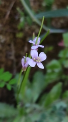 Arabis collina