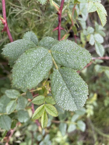 iNaturalist observation photo of California Wild Rose