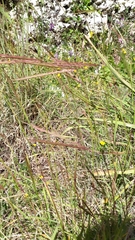 Andropogon distachyos