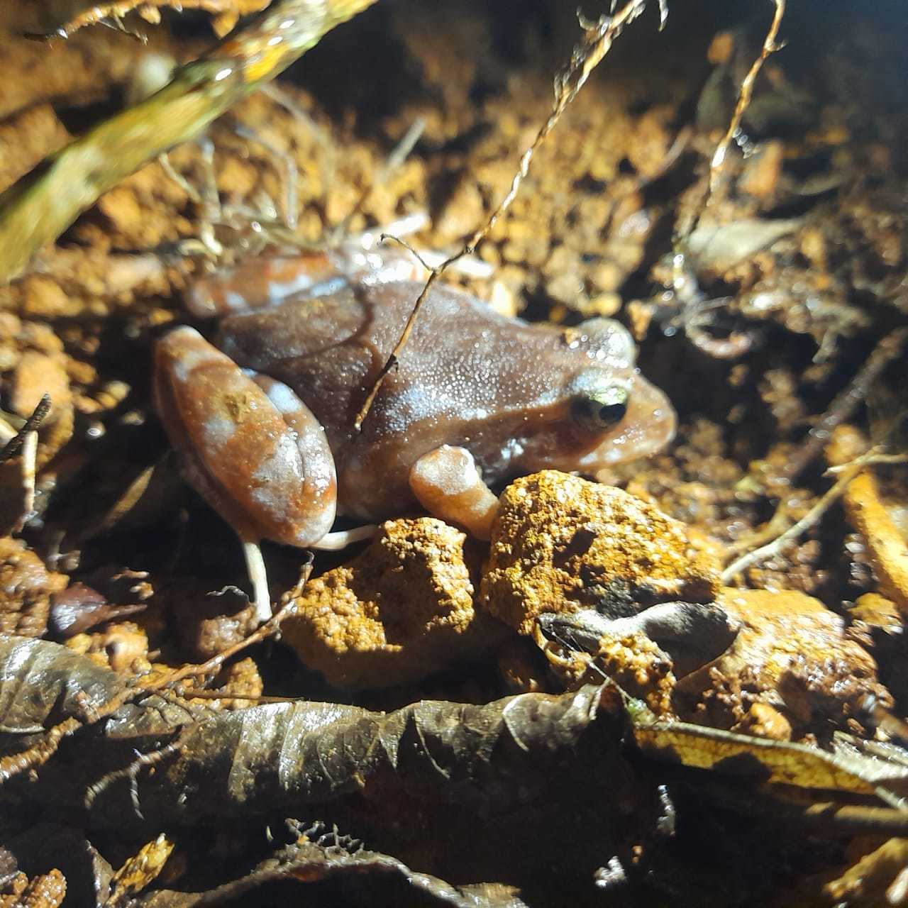 Eupsophus altor Nuñez, Rabanal & Formas, 2012