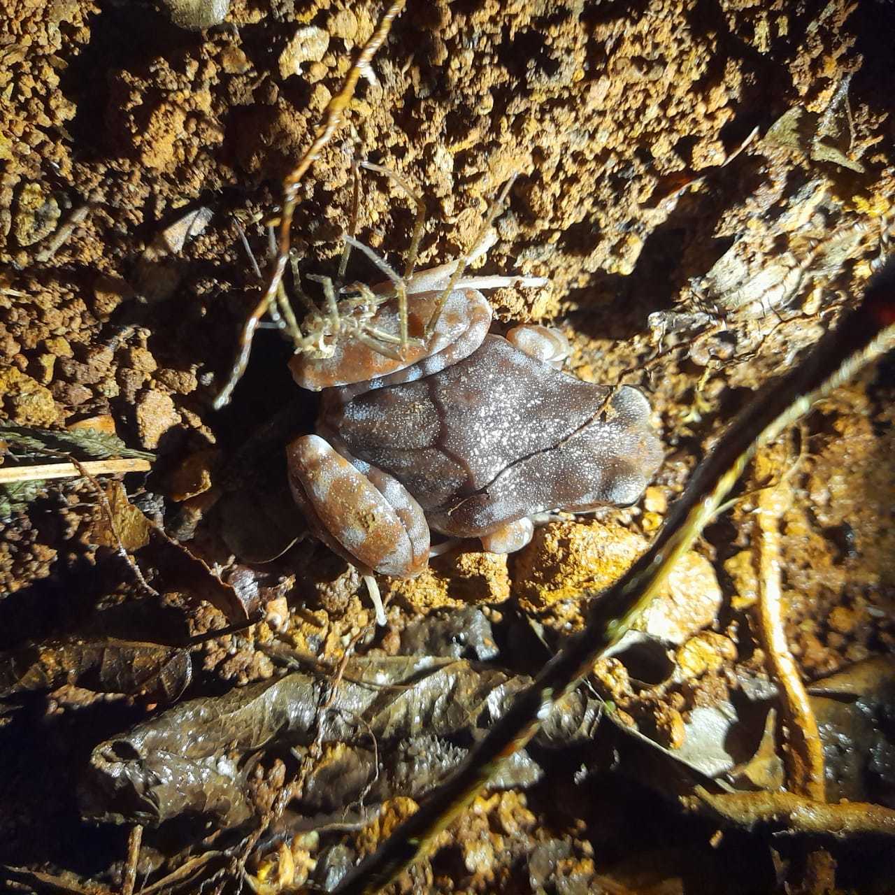Eupsophus altor Nuñez, Rabanal & Formas, 2012