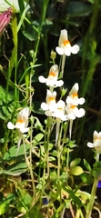 Linaria reflexa