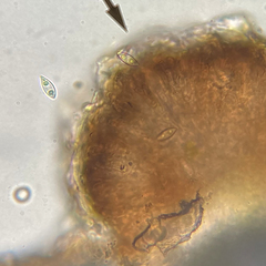 Nesolechia oxyspora