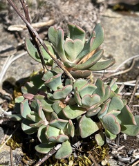 Sedum laxum
