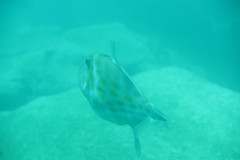 Eubalichthys mosaicus