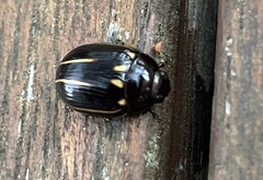 Paropsisterna lineata