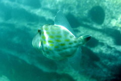 Eubalichthys mosaicus