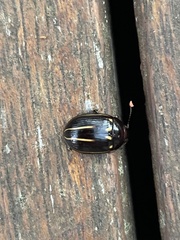 Paropsisterna lineata