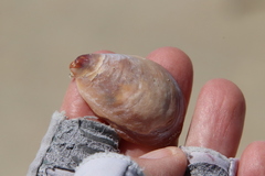 Crepidula onyx