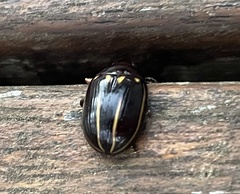 Paropsisterna lineata