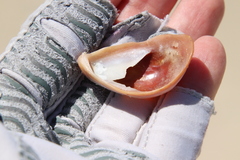 Crepidula onyx