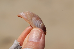 Crepidula onyx