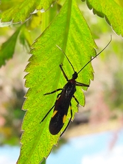 Graptocleptes bicolor