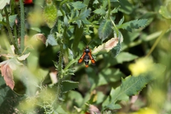Pyropteron chrysidiforme