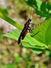 Graptocleptes bicolor
