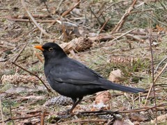 Turdus merula