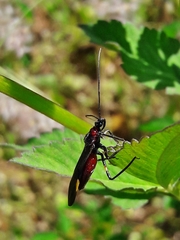 Graptocleptes bicolor