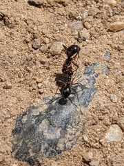 Myrmecocystus mimicus