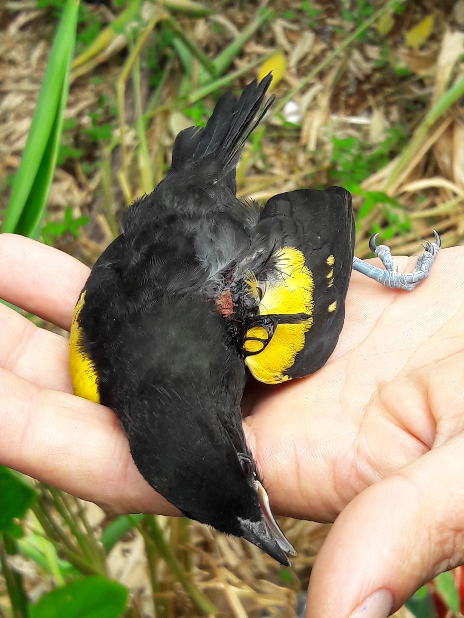 Variable Oriole illustration
