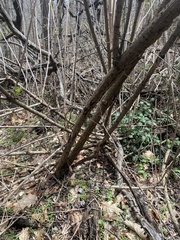 Physarum didermoides