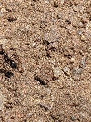 Myrmecocystus mimicus