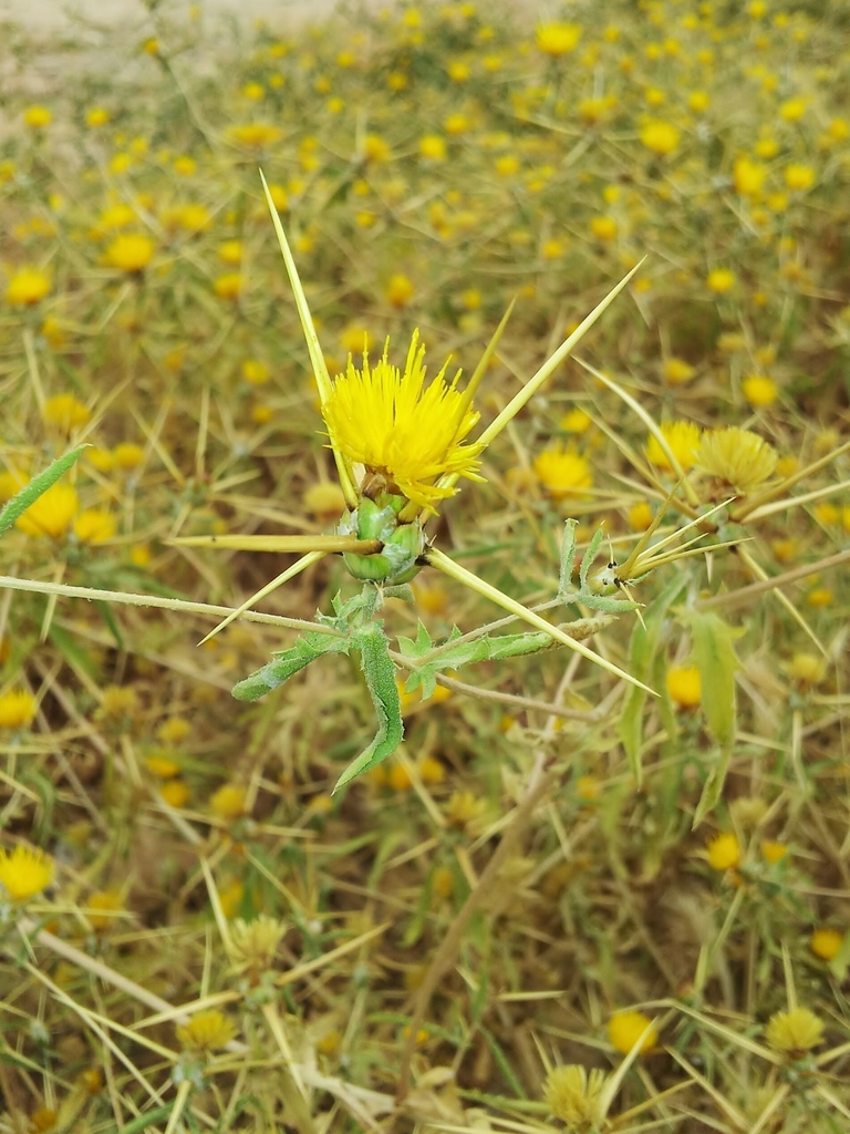 Eastern Star-thistle