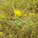 Eastern Star-Thistle - Photo (c) Nasser Halaweh, some rights reserved (CC BY), uploaded by Nasser Halaweh