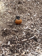 Turdus migratorius