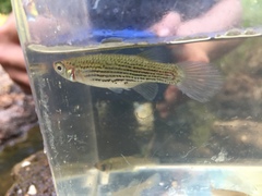 Fundulus escambiae